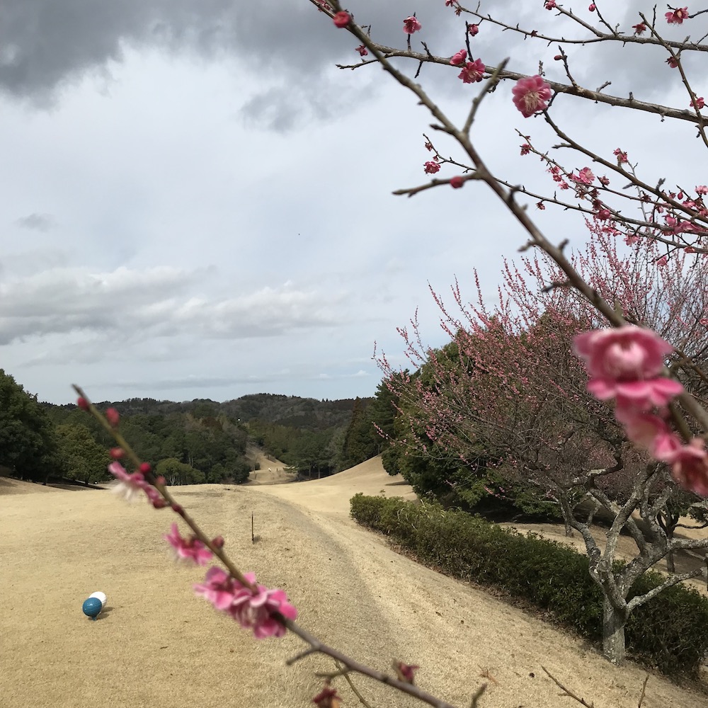 やっぱりお得！千葉よみうりカントリークラブ