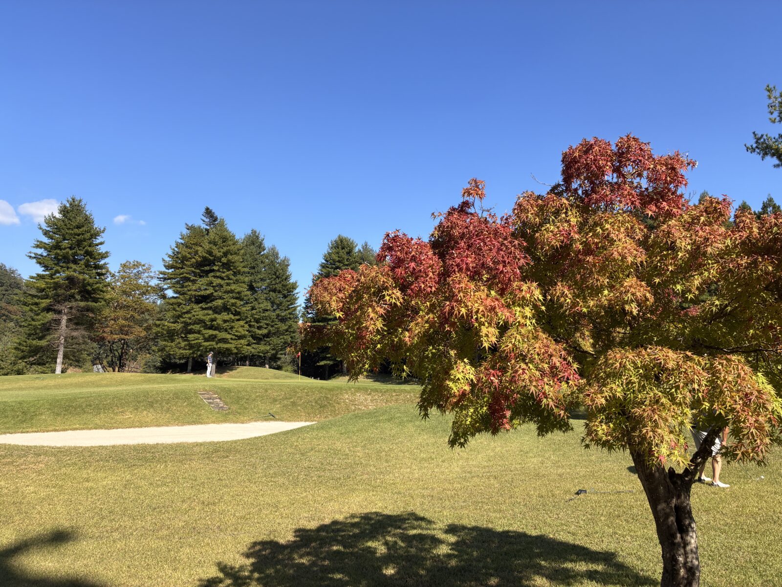 オリムピックカントリークラブの緑の中に見える秋の紅葉